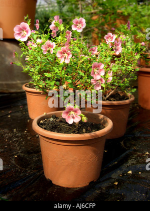 Kap-Malve (Anisodontea Capensis, Malvastrum Capensis, Anisodontia Capensis) Stockfoto