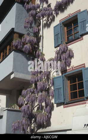 Chinesischer Blauregen (Wisteria Sinensis) an Fassade, Deutschland, Bayern, Franken, Franken Stockfoto