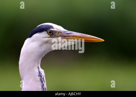 Graureiher (Ardea Cinerea), portrait Stockfoto