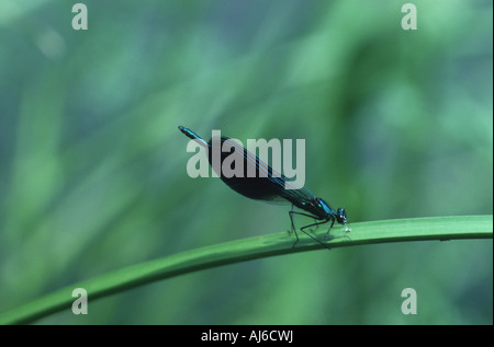 Bluewing, Prachtlibelle Agrios (Calopteryx Virgo), ruht auf einem Blatt, Polen, Masuren Stockfoto