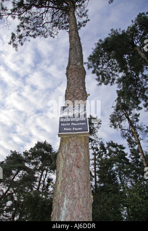Föhre, Scots Kiefer (Pinus Sylvestris), Warnzeichen: Risiko des Waldes ausgelöst wird, nicht rauchen, kein Feuer, Deutschland Stockfoto