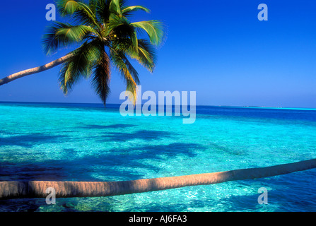 Kokosnuss-Palmen, erstreckte sich über Wasser in den Malediven Indischer Ozean Stockfoto