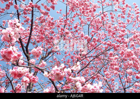 orientalische Kirsche (Prunus Serrulata), rosa Blüten, China, Yunnan, Shilin Steinwald Stockfoto