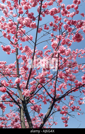 orientalische Kirsche (Prunus Serrulata), rosa Blüten, China, Yunnan, Shilin Steinwald Stockfoto