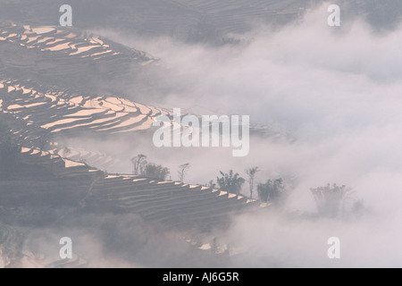 am frühen Morgennebel auf die Reisterrassen von Yuanyang, China, Yunnan, Yuanyang, Badacsony Stockfoto