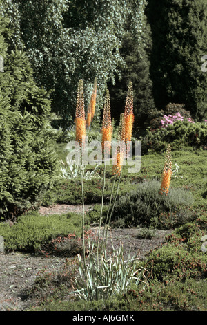 Fuchsschwanz Lily (Eremurus Stenophyllus), blühen Stockfoto