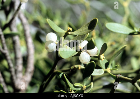 Tannen-Mistel (Viscum Album SSP. Abietis), Früchte, Griechenland, Creta Stockfoto