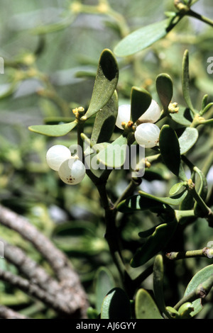 Tannen-Mistel (Viscum Album SSP. Abietis), Früchte, Griechenland, Creta Stockfoto