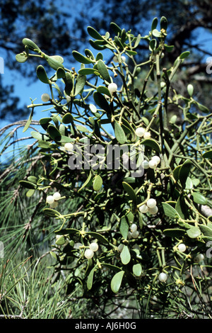 Tannen-Mistel (Viscum Album SSP. Abietis), Pflanze mit Früchten, Griechenland, Creta Stockfoto