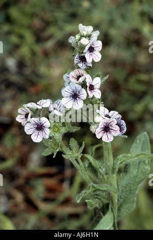 Hound's-Tongue (Cynoglossum Creticum), blühende Pflanze, Griechenland, Creta Stockfoto