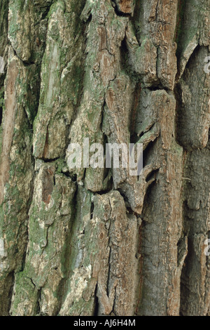 Silberweide (Salix Alba), Rinde Stockfoto