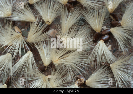 gesegnet, Milkthistle, Lady Mariendistel, Mariendistel (Silybum Marianum), Früchte Stockfoto