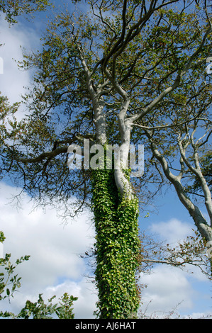 Spärlich großblättrige Efeu bekleideten Buche gegen einen blauen Herbsthimmel Stockfoto