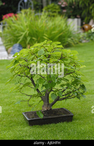 kleinblättrige Linde, Littleleaf Linden, kleines Blatt Linde (Tilia Cordata), Bonsai-Kalk Stockfoto