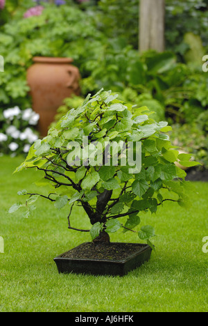 kleinblättrige Linde, Littleleaf Linden, kleines Blatt Linde (Tilia Cordata), Bonsai-Kalk Stockfoto