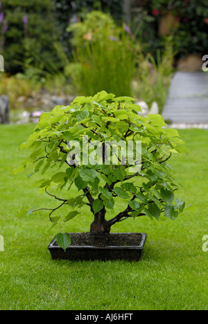 kleinblättrige Linde, Littleleaf Linden, kleines Blatt Linde (Tilia Cordata), Bonsai-Kalk Stockfoto