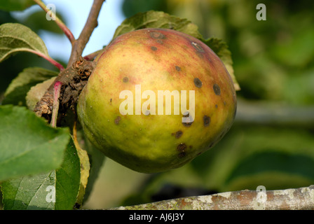 Apple Schorf Venturia Inaequalis spotting auf Kochen Obst Apfelsorte Bramley Stockfoto