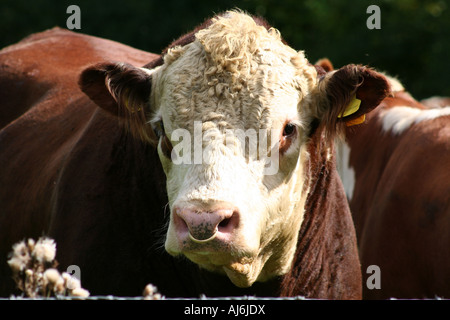 Nahaufnahme von einem Kopf eines Stiers Hereford mit Ring gründliche Nase Stockfoto