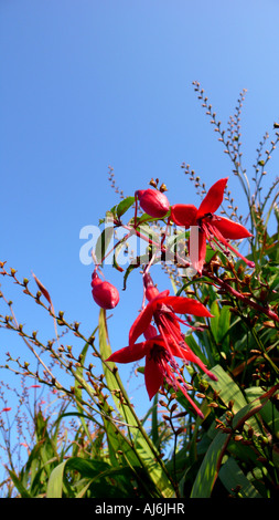 Winterharte Fuchsie Riccartonii Lady Ohrentropfen, County Kerry, Irland Stockfoto