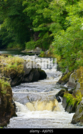 Fluss Teifi bei Cenarth Ceredigion West Wales UK Stockfoto