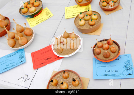 Preis gewinnende Zwiebel Schalotten bei Llanfihangel Talyllyn Agricultural Show in der Nähe von Brecon Powys Wales UK Stockfoto