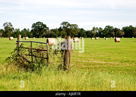 Reben wachsen auf ein Tor in eine Weide mit Heuballen. Stockfoto