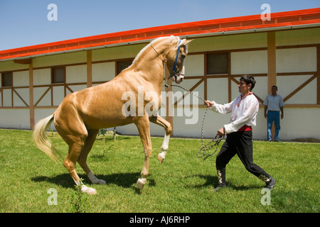 Achal-Tekkiner Pferde in ein Gestüt, Ashgabat, Turkmenistan Stockfoto