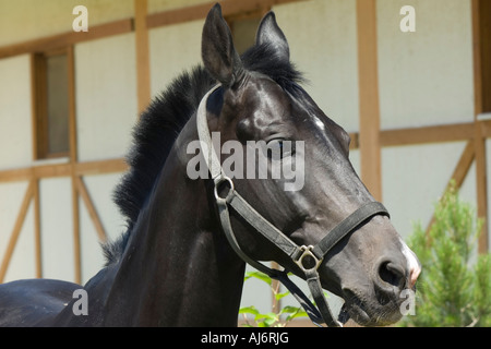 Achal-Tekkiner Pferde in ein Gestüt, Ashgabat, Turkmenistan Stockfoto