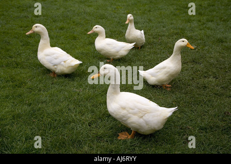 Aylesbury Ente Gruppe Stockfoto