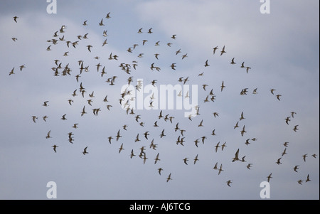 Alpenstrandläufer Calidris Alpina Herde Stockfoto