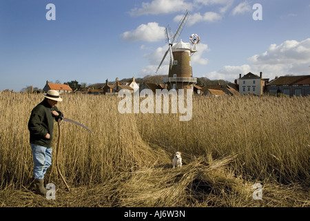 Cley Windmühle und Sümpfe mit Schilfschnitt im Gange Die Nordküste Norfolks im Winter UK Stockfoto