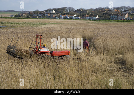 Schneiden Schilf für thatching auf Cley Sümpfen North Norfolk in mitten im Winter Stockfoto