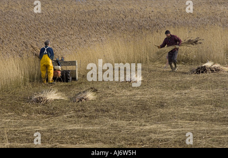 Cley Windmühle und Sümpfe mit Schilfschnitt im Gange Die Nordküste Norfolks im Winter UK Stockfoto