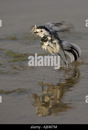 Trauerschnäpper Bachstelze Motacilla alba Stockfoto