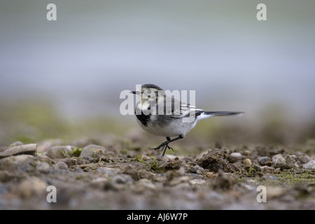 Trauerschnäpper Bachstelze Motacilla alba Stockfoto