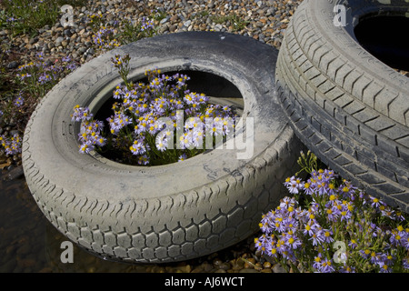 Meer Astern Aster Tripolium wachsen im Schutz der gedumpten Autoreifen Stockfoto