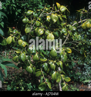 Kalk verursacht Fe Eisenmangel bei einer Jungpflanze Camellia japonica Stockfoto