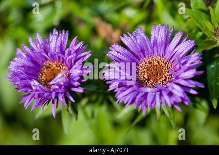 Lila Michelmas Daisy Stockfoto