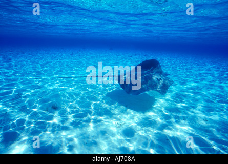 Stachelrochen Schwimmen im flachen Wasser in der Nähe der Insel Bora Bora in Tahiti Französisch-Polynesien Süd-Pazifik Stockfoto