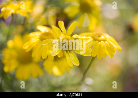 Gelbe Helenium Blumen Stockfoto