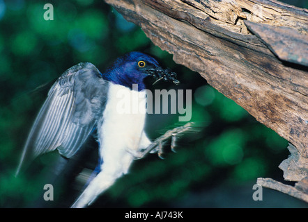 Violette unterstützt Starling Cinnyricinclus Leucogaster tragen Insekten zum Nest am Hang Dämme Bulawayo, Simbabwe Stockfoto