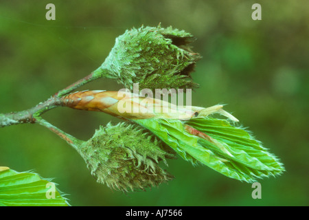 Alte Buche Masten auf Frühling Zweig als frische Blätter platzen Stockfoto
