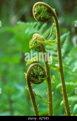 Männlicher Farn Wedel uncurling im Frühjahr Stockfoto