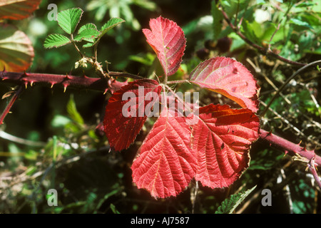 Brombeere oder Blackberry Blatt im Herbst Stockfoto