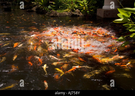 Hawaii Kauai eine Reihe von bunten Koi Fische in einem Gartenteich Marriot Resort &amp; Beach Club Stockfoto