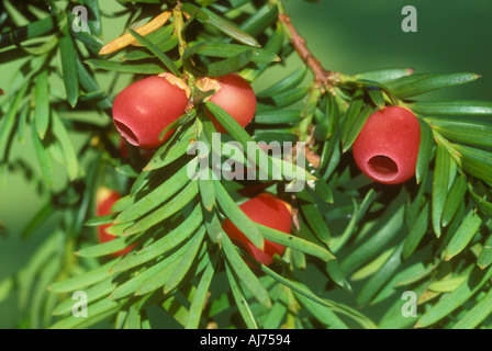 Beeren der Eibe Stockfoto