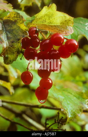 Guelder Rose Beeren im Regen Stockfoto