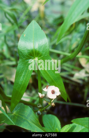 Blume der Pfeilspitze eine Wasserpflanze Stockfoto