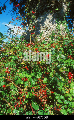 Überwucherten Absicherung für eine herrliche natürliche Ernte der Früchte Stockfoto