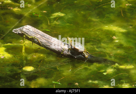 Östliche gemalte Schildkröte ruht auf log Stockfoto